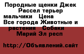 Породные щенки Джек Рассел терьер-мальчики › Цена ­ 40 000 - Все города Животные и растения » Собаки   . Марий Эл респ.